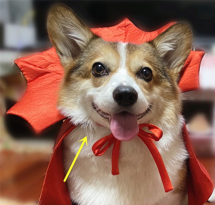 Halloween Cat Vampire, Dracula Costume